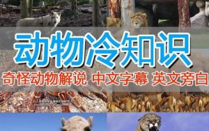 外面卖1699的国外纪录片解说（动物解说、美食、动画片）稳过中视频-吗喽副业资源站